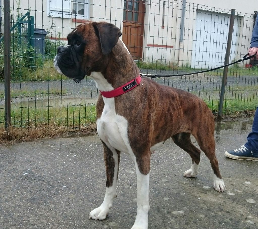 De L'Ile Chauvet - Gestation confirmée pour Molly